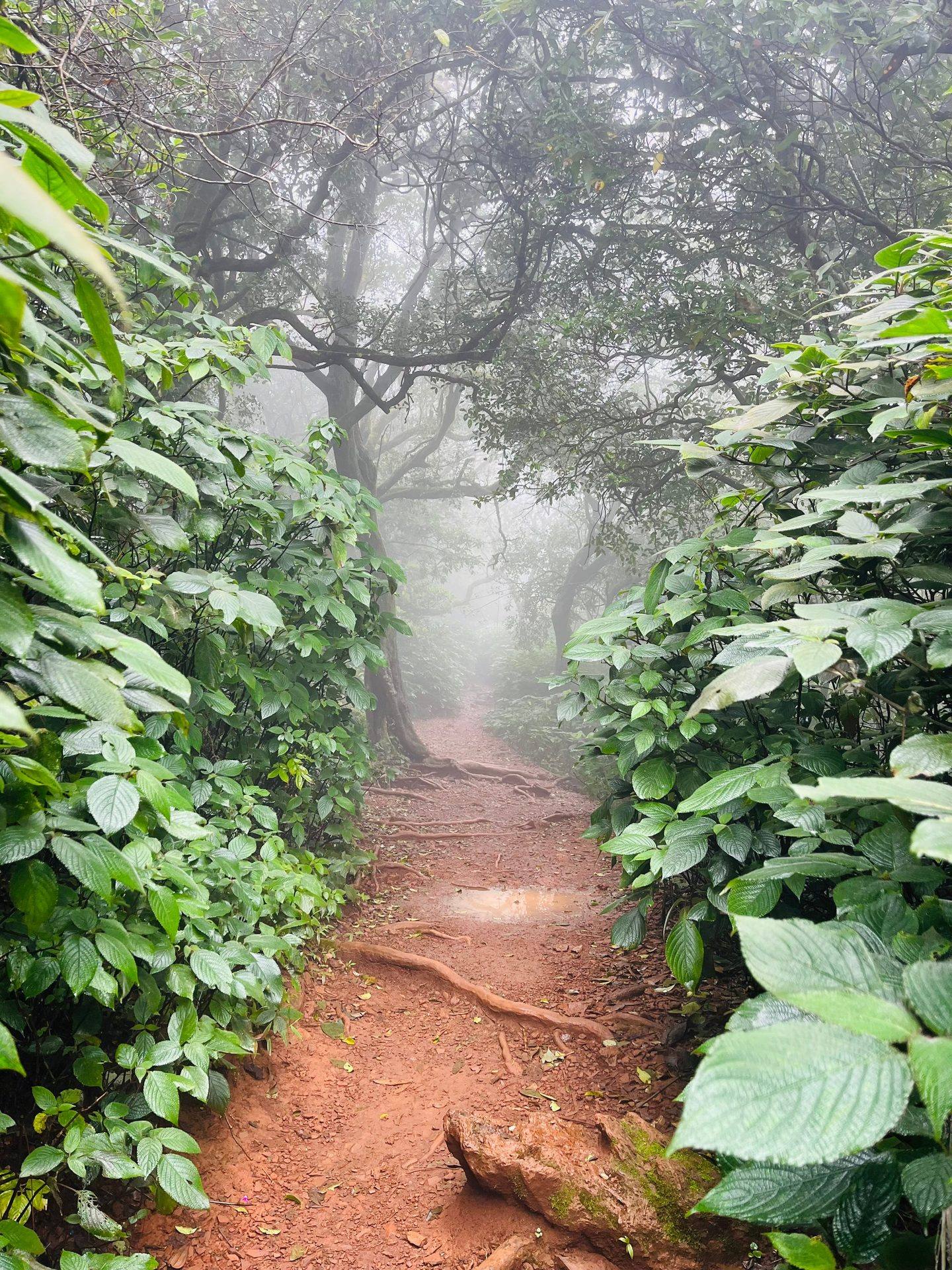 Ritucharya — How Ayurveda Reads the Seasons